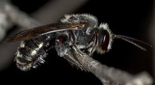 Image result for Lipotriche