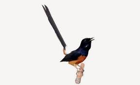 Cara menggambar burung murai batu gacor youtube sketsa gambar burung hantumerakgarudaelang gambar mewarnai corak burung cinta gambar unduh gratisimej 400331217format pngmy bird line drawing png download 16001168 free transparent bird inilah. Gambar Burung Murai Burung Populer Dengan Kicau Merdu Wallpaper Keren Gambar Wallpaper Keren