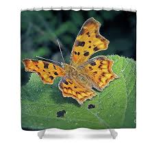 Image result for Polygonia c-album