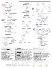 Cheat Sheet 2 Pdf Gluconeogenesis Glycolysis Pentose Phosphate Pathway Glycogen Synthesis Breakdown Glycolysis Location Cytosol Ppp Location Cytosol Course Hero