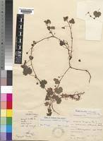 Image result for Ardisiandra sibthorpioides