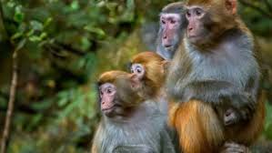 The woolly monkey hepatitis b virus (wmhbv) is a viral species of the orthohepadnavirus genus of the hepadnaviridae family. 1cvl3raam0 Y1m