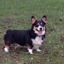 Black And Brown Corgi Puppy Pin By Daily Corgi On Corgi Licious Corgi Corgi Dog Welsh Corgi