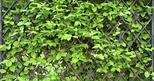 Die raupen des schmetterlingsfalters schlüpfen drei mal im jahr und fressen buchs ratzekahl ab. Die Besten Kletterpflanzen Fur Den Sichtschutz Mein Schoner Garten