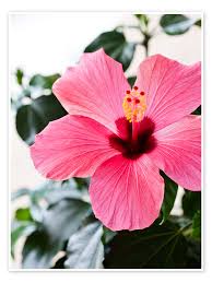 Image result for Hibiscus