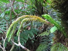 Image result for Huperzia gnidioides