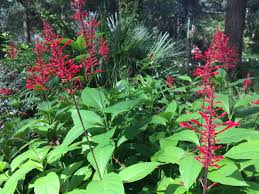 Also, because of their shape, most insects can't reach the good stuff, which means that hummingbirds have the flowers all to themselves thanks to their long, specialized bills! Favorite Hummingbird Plants Native Nurseries
