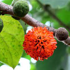 Paper Mulberry - Broussonetia papyrifera | eBay