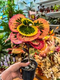 Image result for Croton kilwae