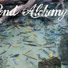You probably came across our video by searching for fish pond design and constructiondon't forget to subscribe. Miami Pond Builders Home Facebook