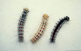They will drop off trees via their webbing or crawl down tree trunks and seek refuge in rocks, mulch or other objects that surround host trees. Roots And Shoots It S Gypsy Moth Season The Highlands Current