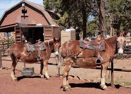A mule is the offspring of a male donkey (jack) and a female horse (). Hinny Vs Mule 11 Facts You Need To Know Helpful Horse Hints