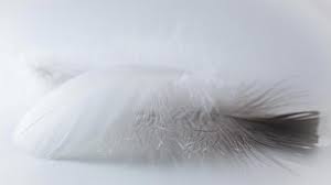 When using this type of cushion filling it is always advisable to overfill the casing to allow for the natural loss of some of the filling. Pillow Filling Types Explained What S Best For Me