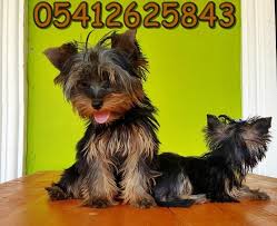 Yorkshire Ozellikleri Yorkshire Terrier Yorkshire