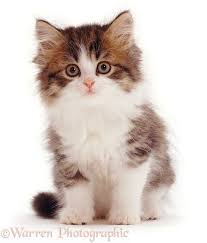 Although orange, black, and white are the most common calico colors, some cats may have. Brown Tabby And White Kitten Photo Cute Cats Kittens Cutest Tabby Cat