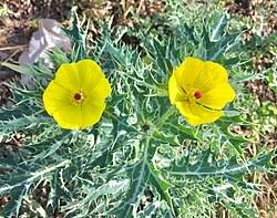 Image result for Argemone mexicana