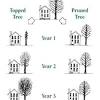 Life's tree doctor, llc coupon. 1