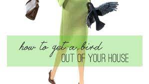 Do not touch the bird as this may injure or further frighten it. How To Get A Bird Out Of Your House Apartment Therapy