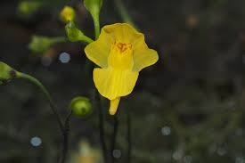 Image result for Utricularia gibba