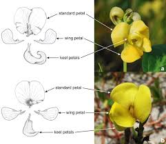 Image result for Vigna luteola