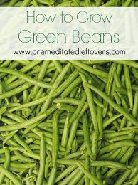 Not only do you get an abundance crunchy, sweet pods, your garden soil also gets a fertility boost from the rhizobia bacteria that colonize the roots of legumes. How To Grow Green Beans In Your Garden From Seed To Harvest