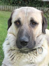 Kangal Shepherd Dog Breed Information In 2020 Kangal Dog Dog Names Dogs