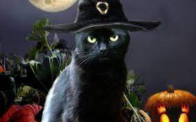 3d Cute Halloween Cat Wallpaper 2020 Live Wallpaper Hd Halloween Cat Cat Wallpaper Black Cat Halloween
