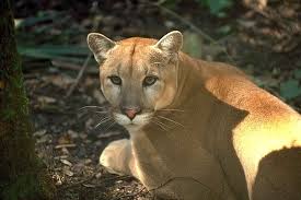 We did not find results for: The Florida Panther How Can We Protect It Earth Org Kids