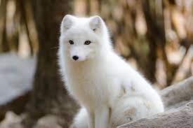 Arctic Fox 7051x4706 Wallpaper Teahub Io