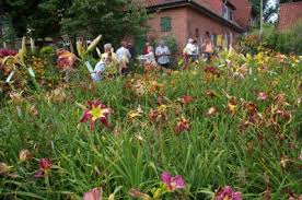 Tourismusverein Wittstocker Land E V Rosenfreunde Wittstock In Der Gesellschaft Deutscher Rosenfreunde E V
