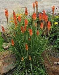 Kniphofia Echo Rojo Reblooming Red Hot Poker From Itsaul Plants Red Hot Poker Plant Plants Backyard Plants