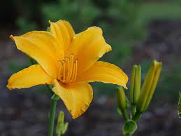 They can start as early as april or may and continue blooming until september. Flowers Lily Yellow Flower Free Photo On Pixabay