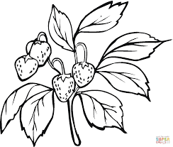 This is free so there is nothing to worry about. Strawberry Coloring Pages From Ryan Free Printables