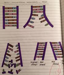 Semi Conservative Replication Of Dna Diagram Biology Notes Biology Central Dogma