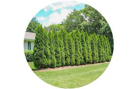 Choosing between privacy trees or privacy shrubs as a barrier. Privacy Trees 15 Deer Resistant Options Plantingtree