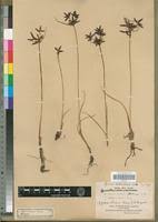 Image result for Pycreus nitidus