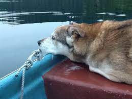 Hard To Row A Rowboat With A Dog Because He Leans To One Side Or The Other And That Messes Up Your Steering Row Boat Dogs Boat