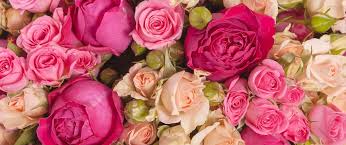 We did not find results for: Floristerias En Consuegra Con Floristeria Jazmin