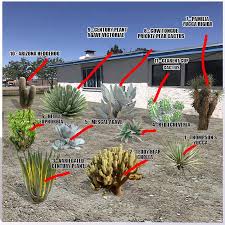 In this way they can acanthocalycium is a genus of cactus consisting of several species from argentina. Desert Plants Names And Pictures Guzman S Greenhouse