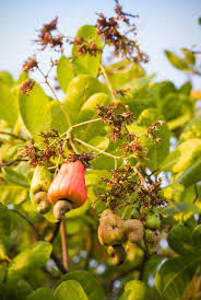 Image result for Anacardium occidentale