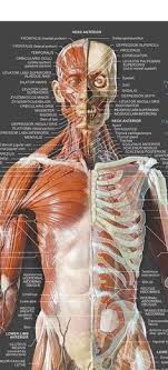 Interactive tutorials about the ribs and sternum bones, with labeled images and diagrams featuring the beautiful illustrations of getbodysmart. 45 Rib Cage Anatomy Study Ideas Anatomy Anatomy Study Rib Cage Anatomy