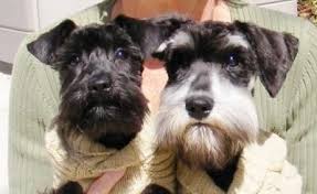 Black And White Schnauzer For Sale Miniature Schnauzers Champion Line Puppies For Sale Black Black And Silver Salt And Pepper Pedigrees Puppy Stud Miniature Schnauzer Schnauzer Schnauzer Breed