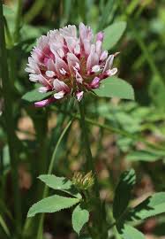 Image result for Trifolium