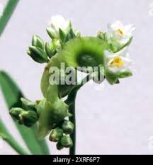 Image result for Limeum pterocarpum