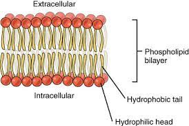 Check spelling or type a new query. Semipermeable Membrane Definition Examples Biology Dictionary