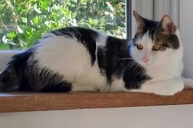 Reading Their Desires: What Cats Secretly Crave