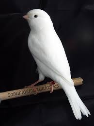 Canario Albino Guzel Kuslar Kus Resimleri Hayvan