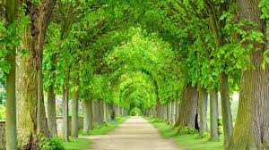 I love taking pictures, while walking in the morning or evening. 6 Most Beautiful Tree Tunnels In The World
