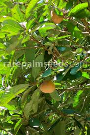 Image result for Pouteria