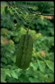 Image result for Amblygonocarpus